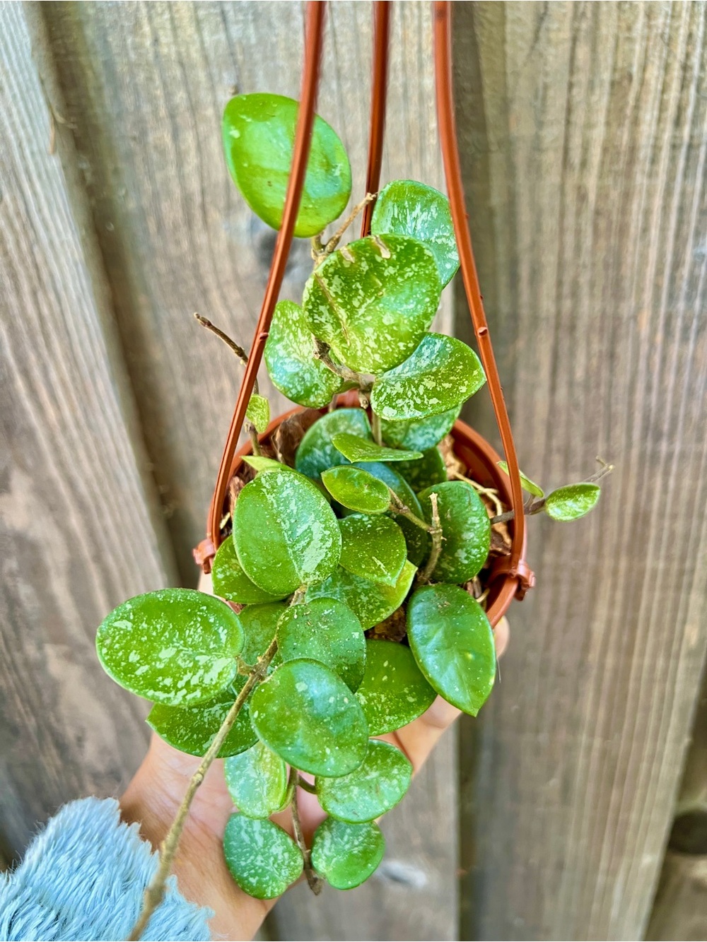 Hoya Mathilde Splash Hanging Plant - Decorative Home Accent Live Plant